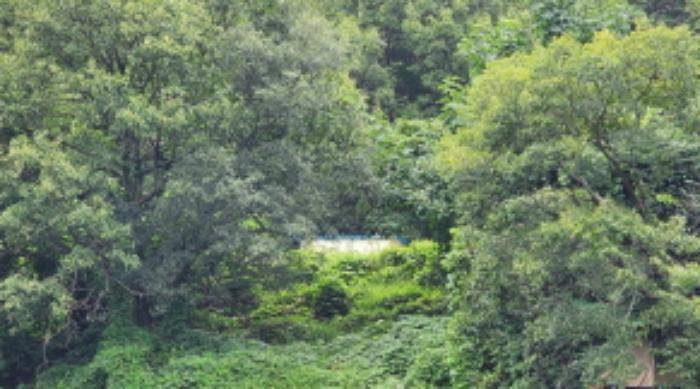 울산광역시 울주군 상북면 궁근정리 12 전 경매 사진 5