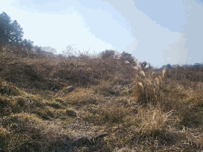 제주특별자치도 서귀포시 안덕면 감산리 7 전 경매 사진 2