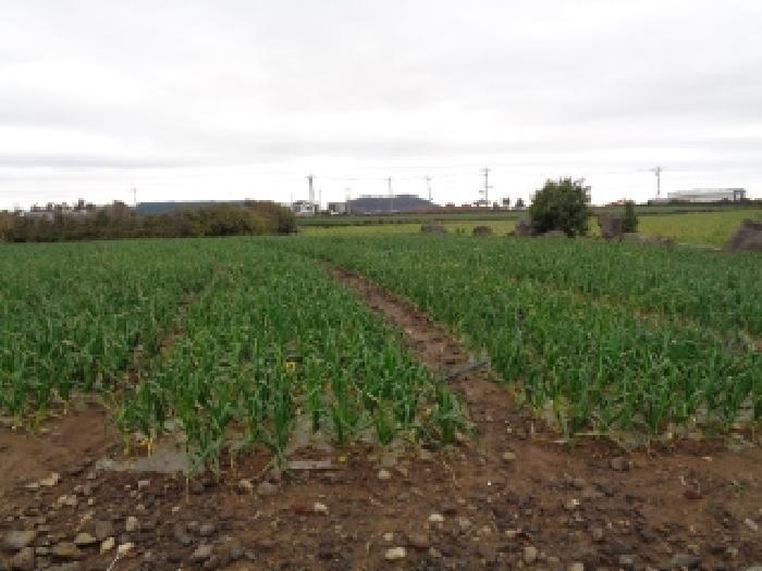 제주특별자치도 서귀포시 대정읍 신도리 2960 답 경매 사진 11