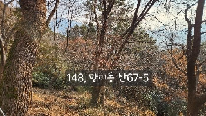 부산광역시 수영구 망미동 산67-5 임야 경매 사진 2