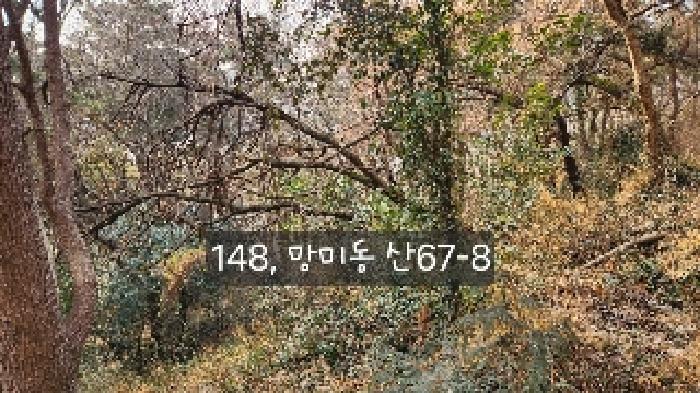 부산광역시 수영구 망미동 산67-5 임야 경매 사진 3