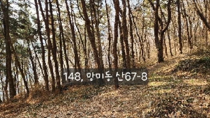 부산광역시 수영구 망미동 산67-5 임야 경매 사진 4