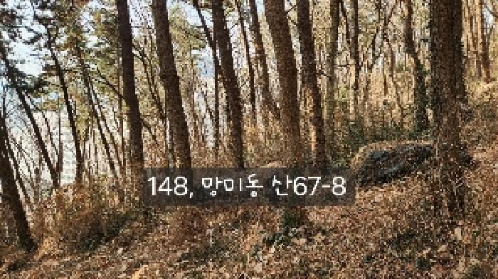 부산광역시 수영구 망미동 산67-5 임야 경매 사진 5