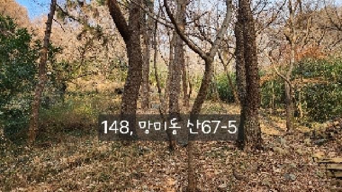 부산광역시 수영구 망미동 산67-5 임야 경매 사진 9