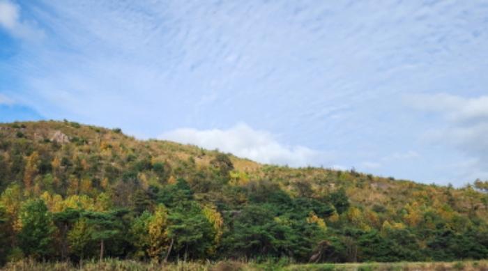 울산광역시 울주군 언양읍 직동리 산19-4 임야 경매 사진 4