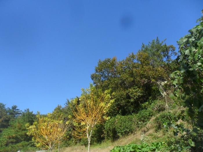 경상남도 의령군 지정면 오천리 산44 임야 경매 사진 1