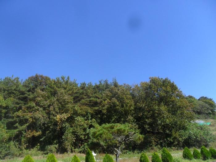 경상남도 의령군 지정면 오천리 산44 임야 경매 사진 2