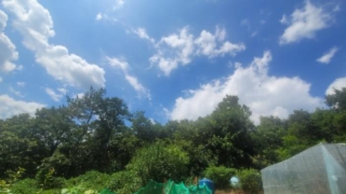 경상남도 의령군 지정면 오천리 산44 임야 경매 사진 4