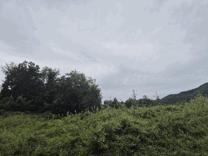충청북도 괴산군 장연면 광진리 산28 임야 경매 사진 2