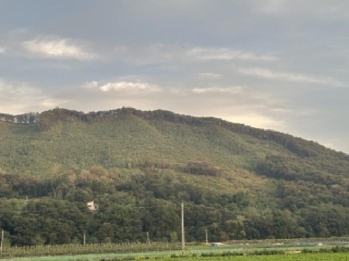충청북도 괴산군 장연면 광진리 산28 임야 경매 사진 4