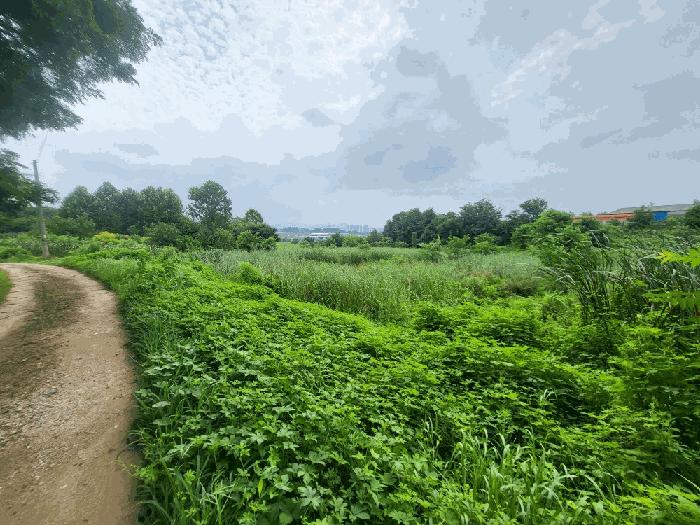 충청북도 진천군 덕산읍 신척리 193 답 경매 사진 2