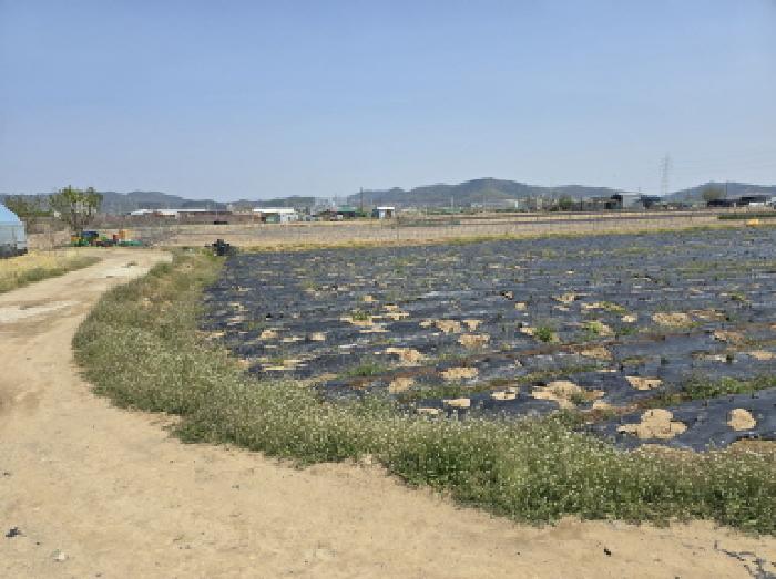 경상북도 영천시 임고면 매호리 964 답 경매 사진 14