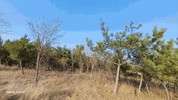 경상북도 영천시 임고면 매호리 964 답 경매 사진 3