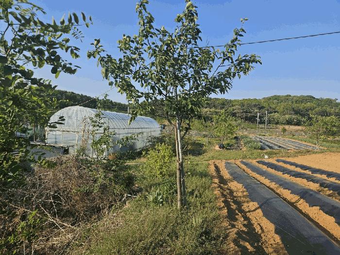 대구광역시 수성구 매호동 531-1 묘지 경매 사진 7