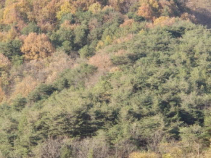 경상북도 영양군 영양읍 동부리 산100-1 임야 경매 사진 3