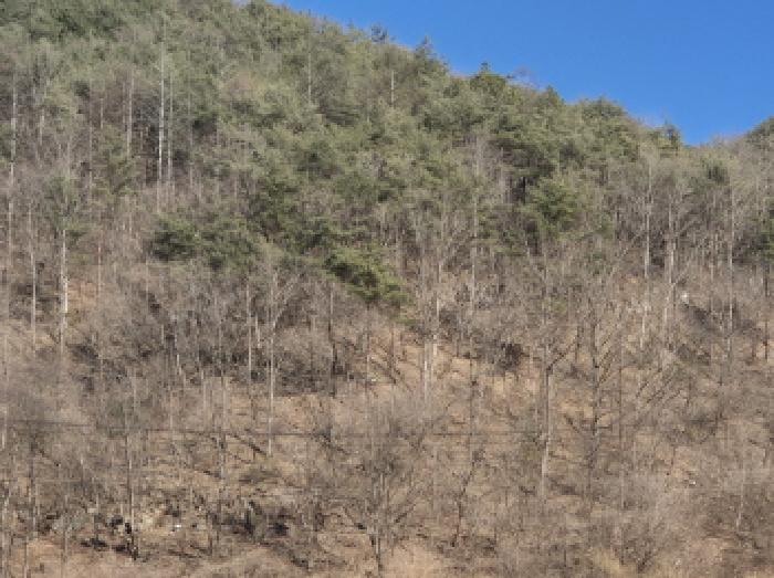 경상북도 영양군 청기면 산운리 산30-3 임야 경매 사진 27