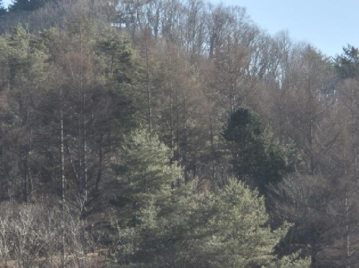 경상북도 영양군 청기면 산운리 산30-3 임야 경매 사진 38