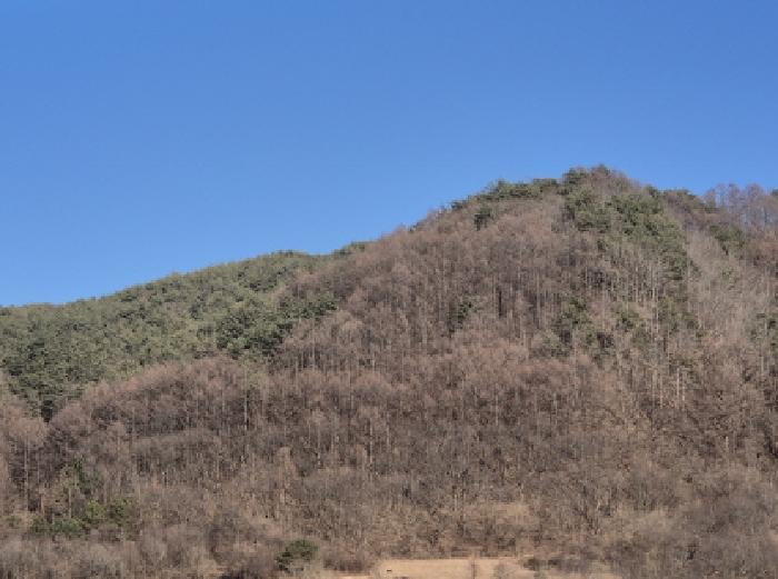 경상북도 영양군 영양읍 상원리 산43-4 임야 경매 사진 31