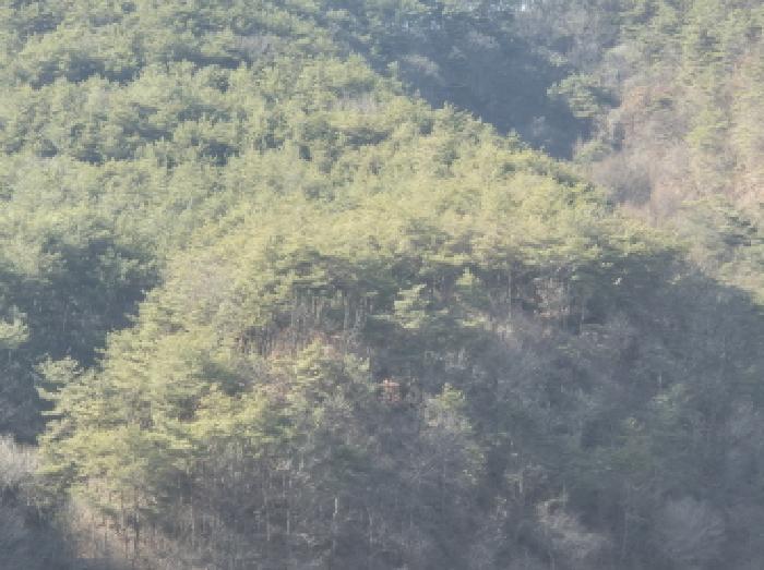 경상북도 영양군 입암면 금학리 산164 임야 경매 사진 19