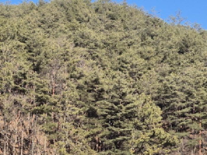 경상북도 영양군 입암면 금학리 산164 임야 경매 사진 35