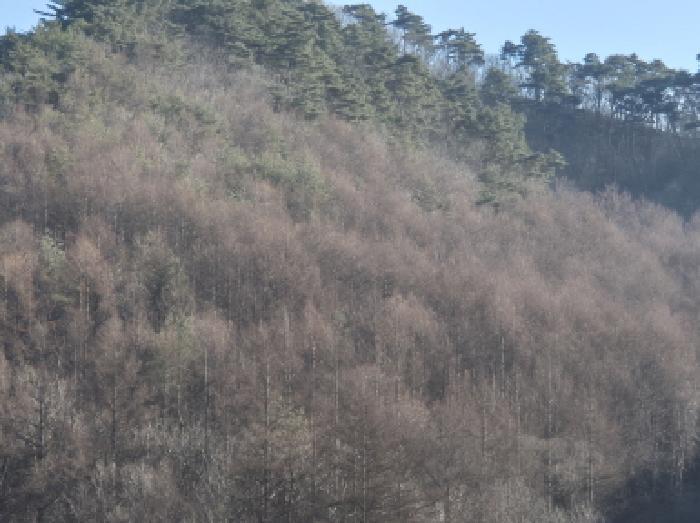 경상북도 영양군 청기면 정족리 산221 임야 경매 사진 33