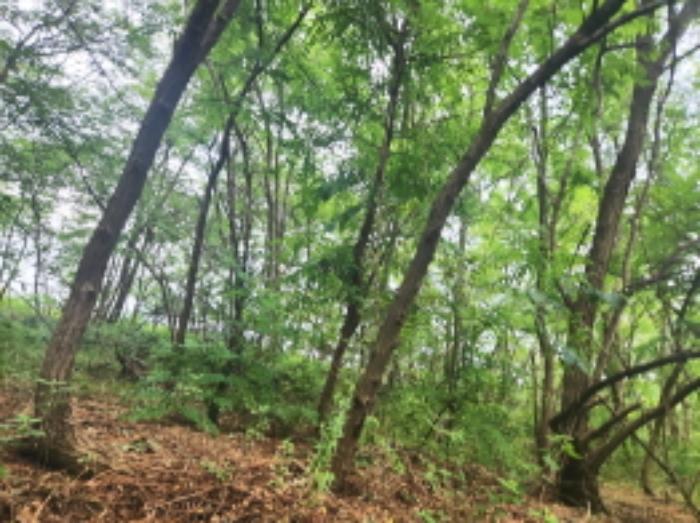 인천광역시 강화군 화도면 동막리 207-6 임야 경매 사진 7
