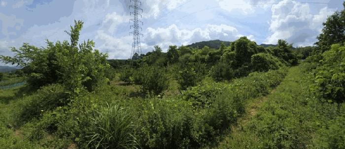 충청북도 청주시 상당구 가덕면 청용리 산30 임야 경매 사진 4