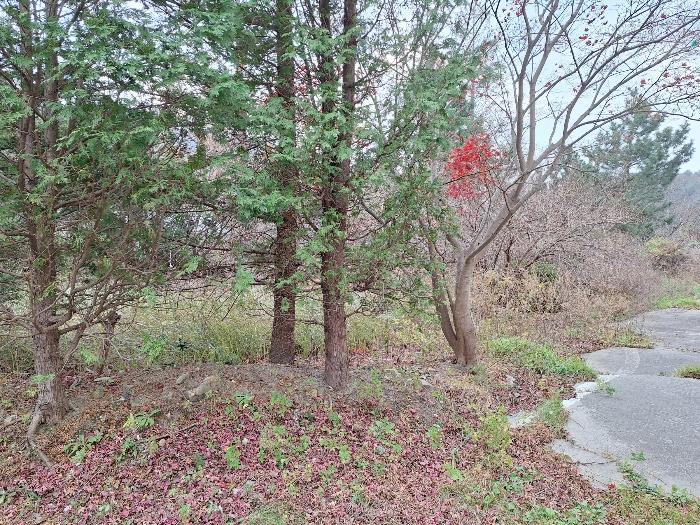 강원특별자치도 강릉시 강동면 산성우리 71 대지 경매 사진 2