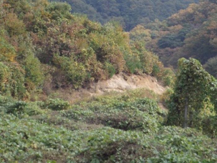 강원특별자치도 횡성군 우천면 오원리 234 전 경매 사진 5