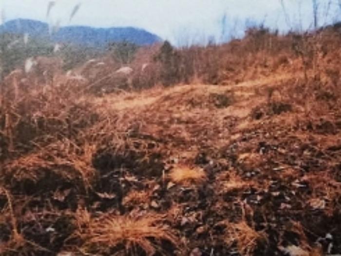 충청북도 제천시 수산면 구곡리 28-3 임야 경매 사진 36