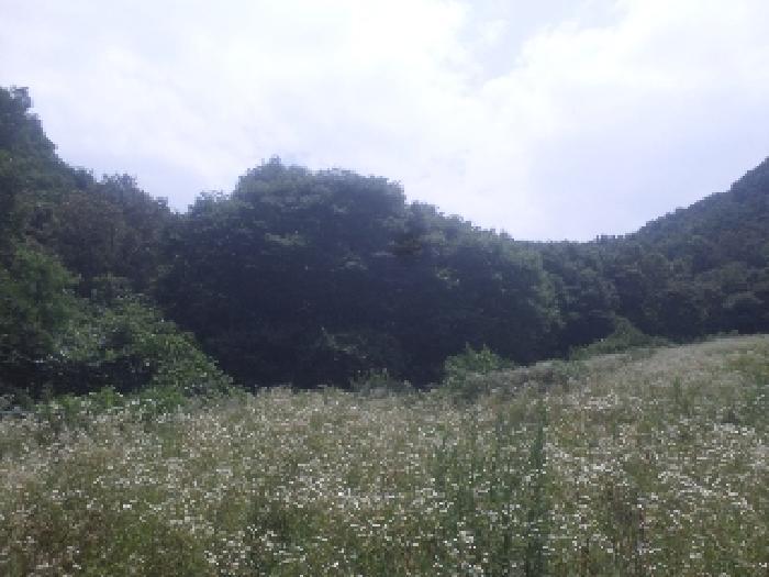 전북특별자치도 임실군 신덕면 삼길리 1085 임야 경매 사진 3