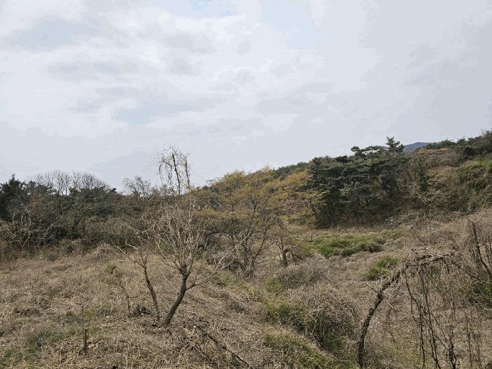 경상북도 포항시 북구 청하면 서정리 440-2 전 경매 사진 4