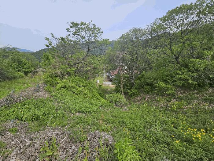 충청북도 제천시 백운면 원월리 814-4 임야 경매 사진 3
