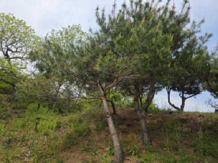 충청북도 제천시 백운면 원월리 814-4 임야 경매 사진 8