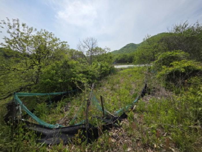 충청북도 제천시 백운면 원월리 814-4 임야 경매 사진 9