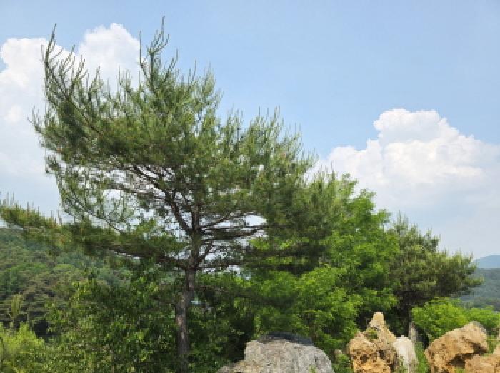 충청북도 제천시 백운면 원월리 293-14 주유소 경매 사진 38