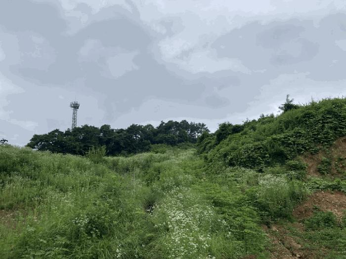충청북도 제천시 송학면 시곡리 산96-4 임야 경매 사진 2