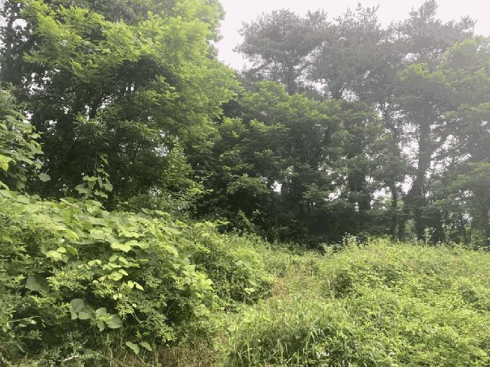 충청북도 제천시 송학면 시곡리 산96-4 임야 경매 사진 3