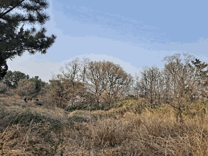경상북도 포항시 임야