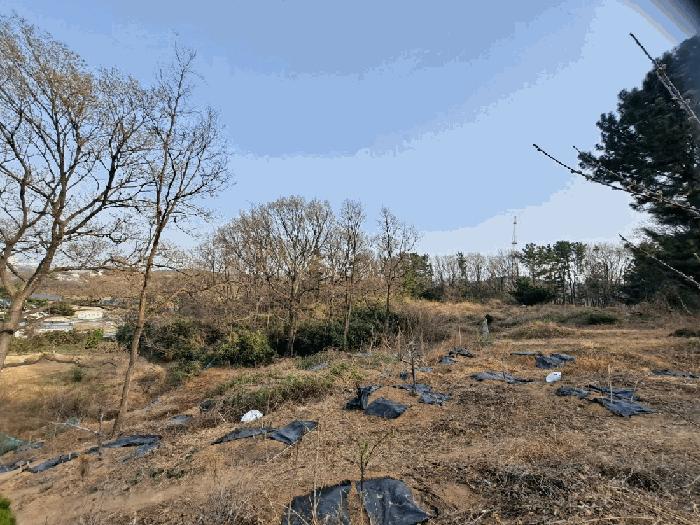 경상북도 포항시 남구 연일읍 중명리 810 임야 경매 사진 4