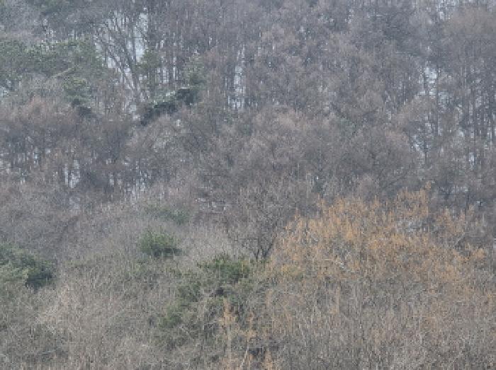 충청북도 제천시 청풍면 연곡리 154-7 임야 경매 사진 34