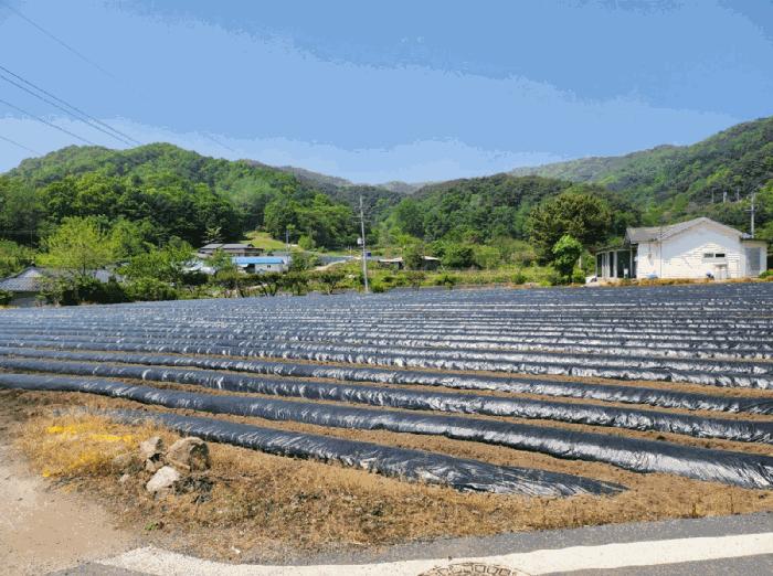 충청북도 제천시 금성면 사곡리 286 전 경매 사진 1