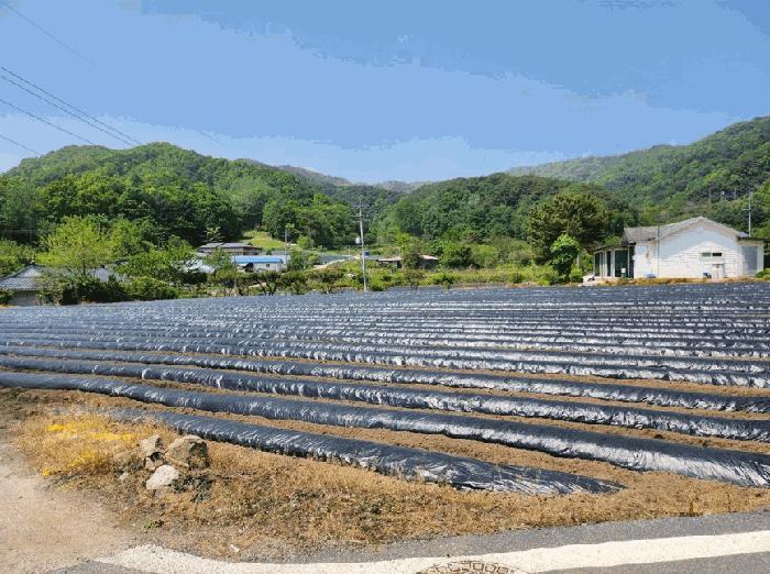 충청북도 제천시 금성면 사곡리 286 전 경매 사진 9