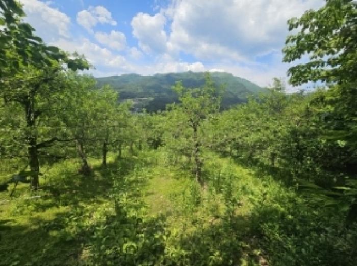 충청북도 단양군 대강면 신구리 62-1 전 경매 사진 14