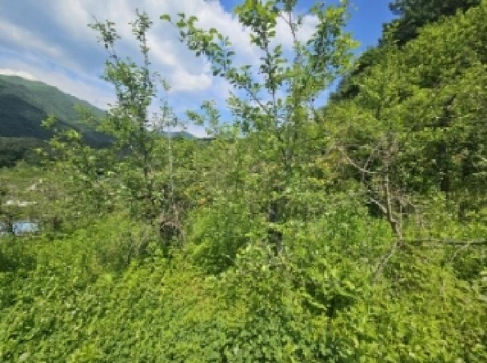 충청북도 단양군 대강면 신구리 62-1 전 경매 사진 15