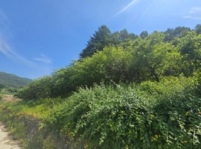 충청북도 단양군 대강면 신구리 62-1 전 경매 사진 29
