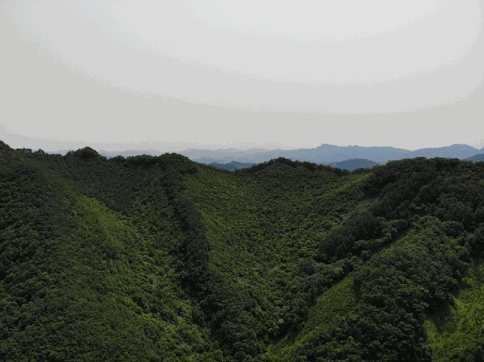 충청북도 단양군 영춘면 만종리 산101 임야 경매 사진 1