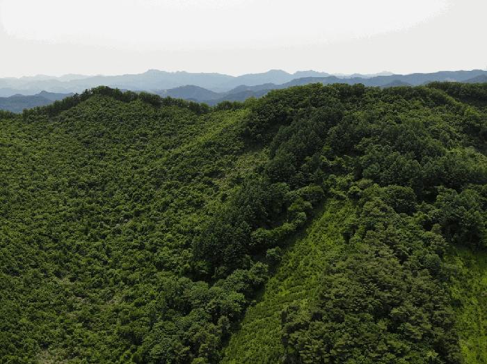 충청북도 단양군 영춘면 만종리 산101 임야 경매 사진 2