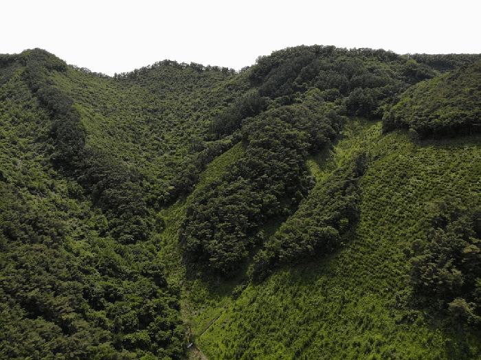 충청북도 단양군 영춘면 만종리 산101 임야 경매 사진 3