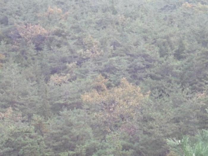 경상남도 밀양시 청도면 요고리 1400-2 답 경매 사진 6